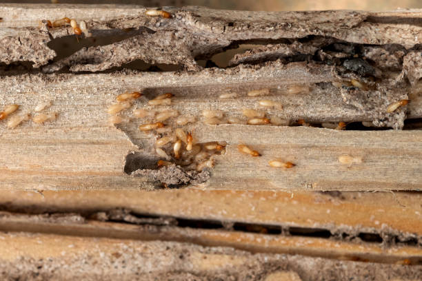Best Ant Control Services  in Hartford, CT